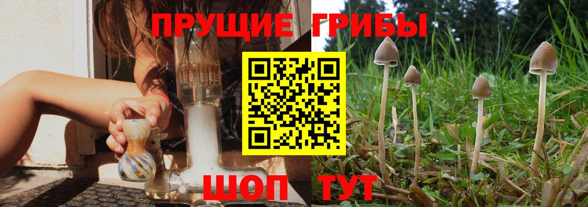 Усть-Джегута  Псилоцибиновые грибы Cubensis  Псилоцибиновые грибы прущие грибы  Вход с VPN 
